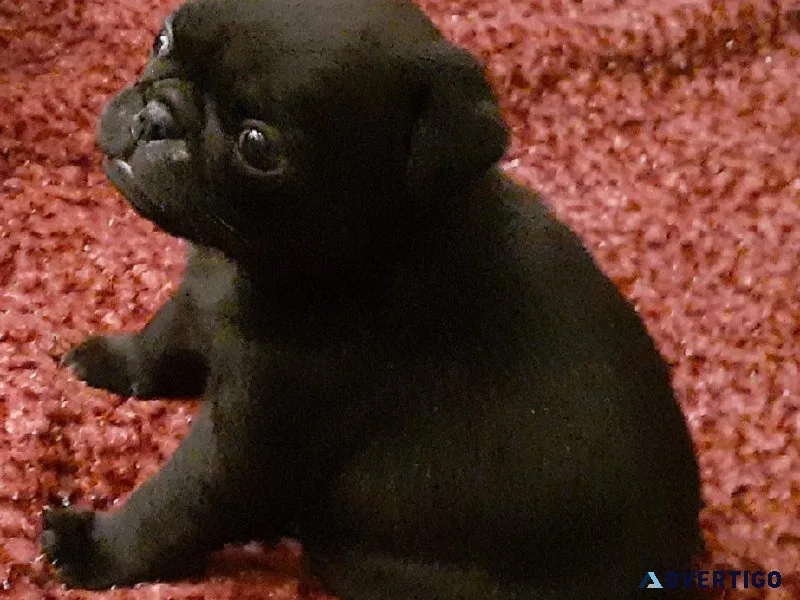 Quality Pug Puppies