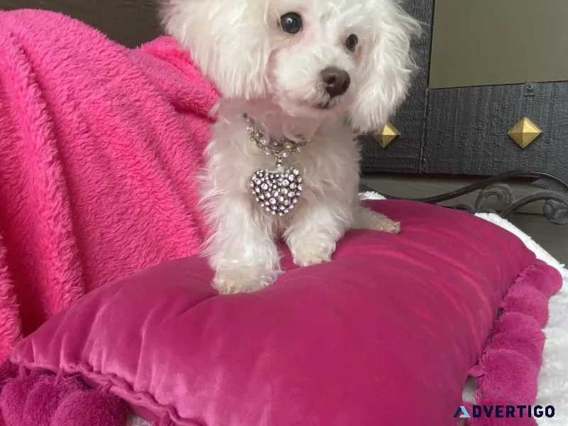 Teacup MaltiPoo female puppy