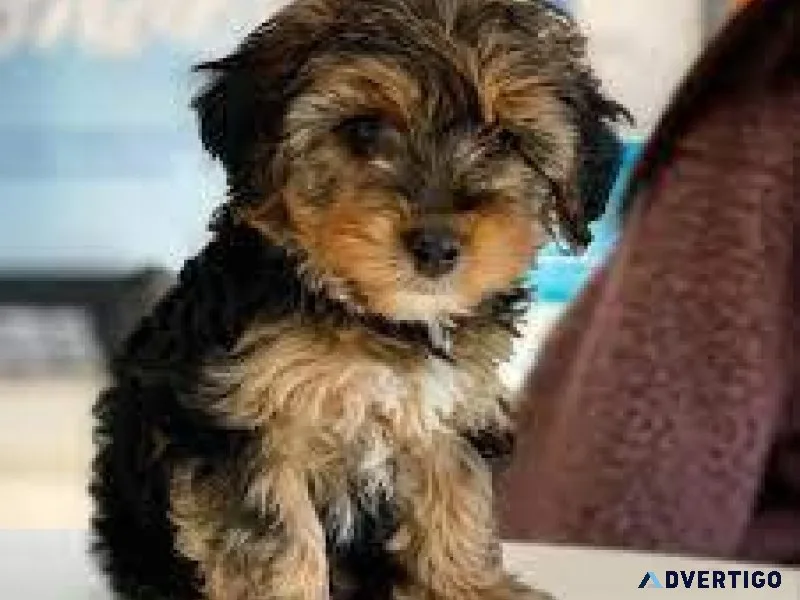 Yorkie-Poo Pups For Sale
