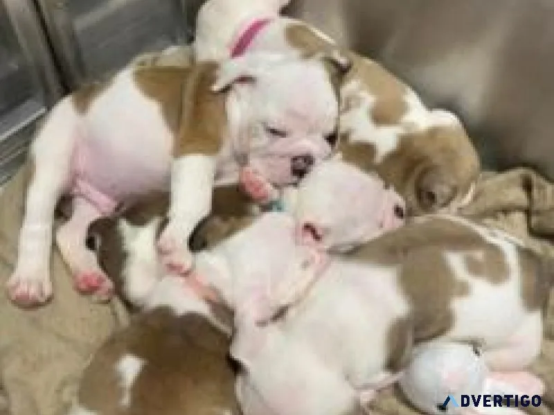 Beautifully english bulldog puppies for good homes