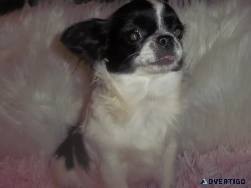 Full AKC Black n White Russian Chihuahua