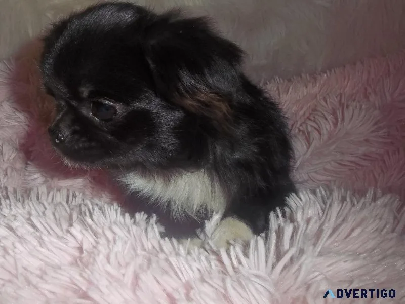 Long Coat Full AKC Female Russian Chihuahua