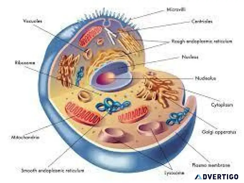 Join The Perfect Biology Tuition Online From Exam.Tips