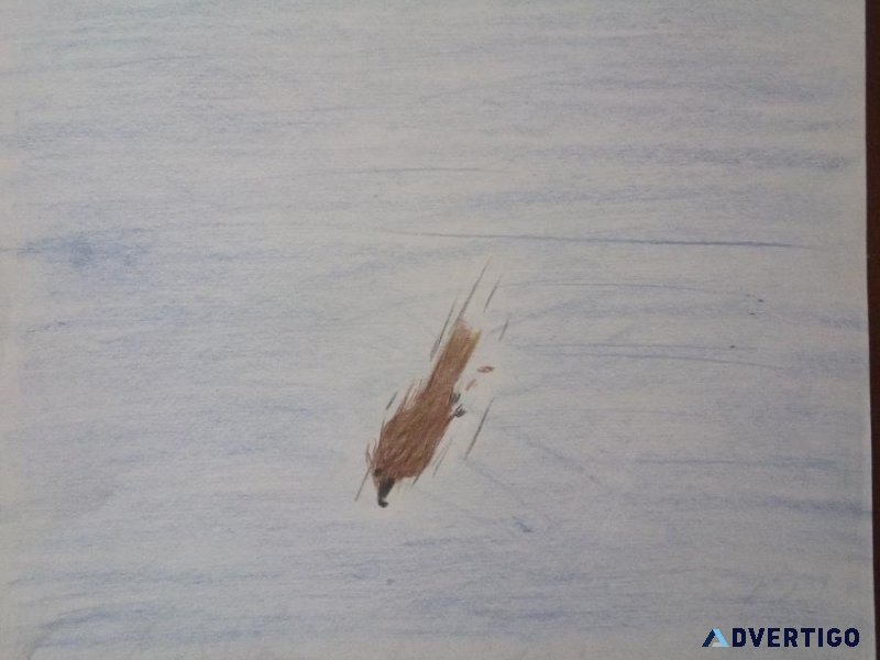 Diving Predator