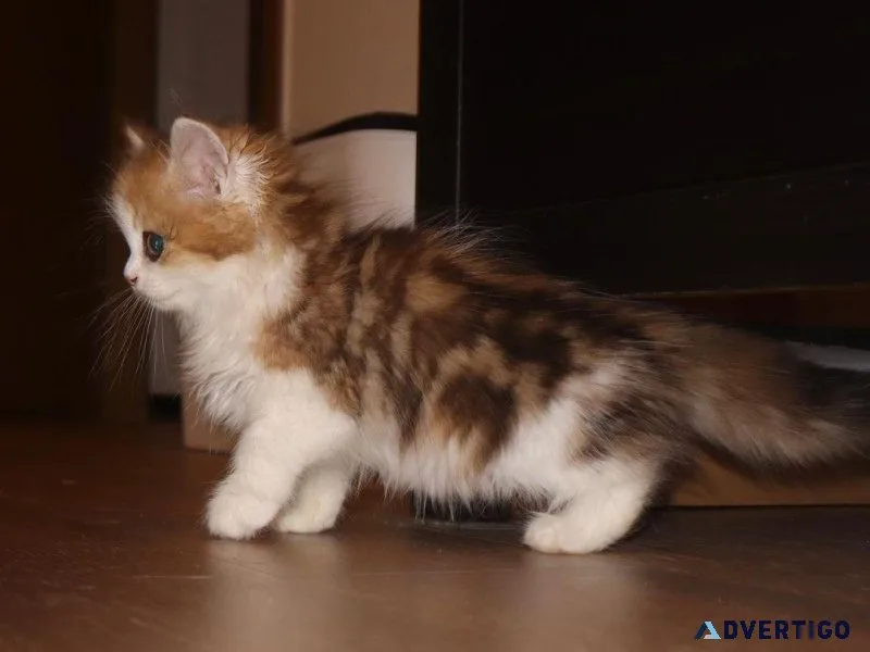 Christmas kittens