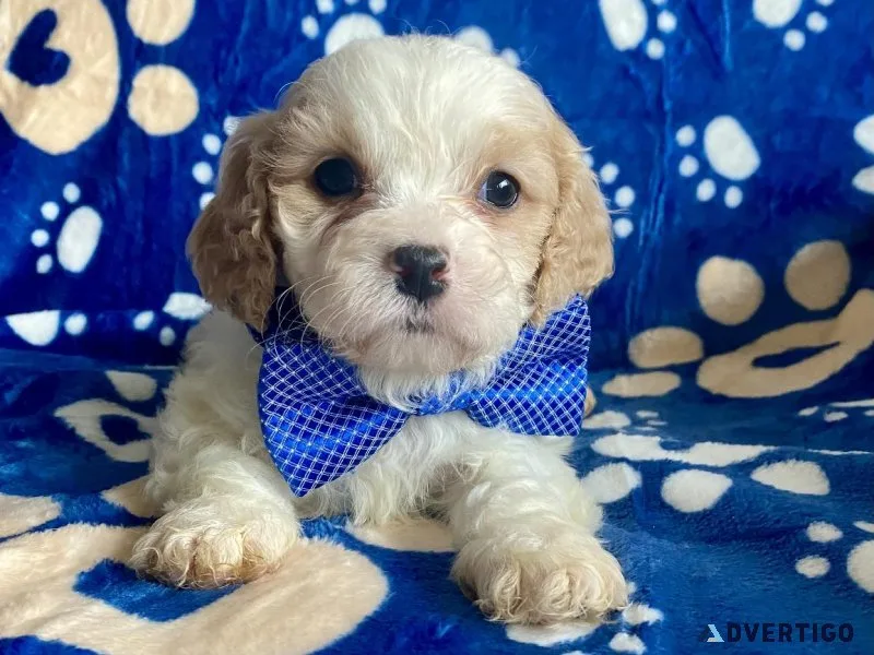 cavapoo puppies