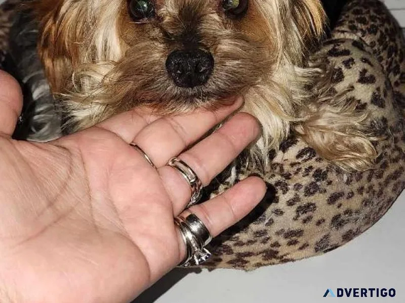 Male yorkie