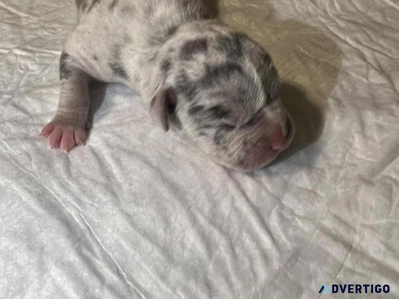 Amrican Bully