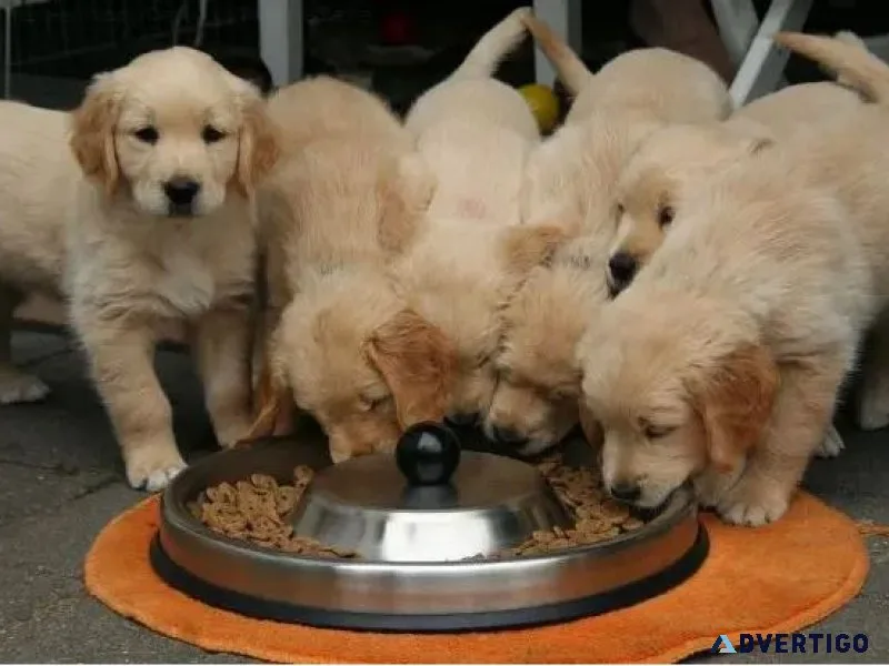 Discovering quality dog food brands to nourish your pet