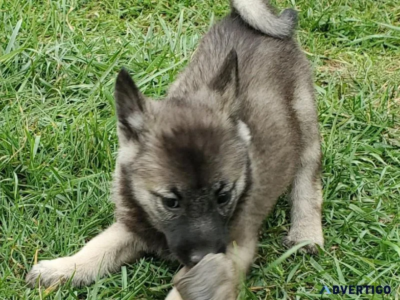 Norwegian Elkhound pups