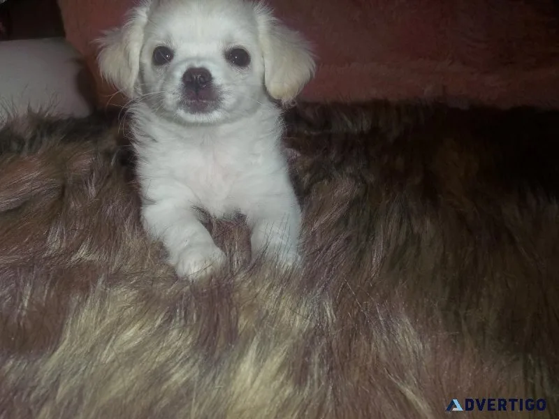 Lilly White LC Chihuahua Puppy Full AKC