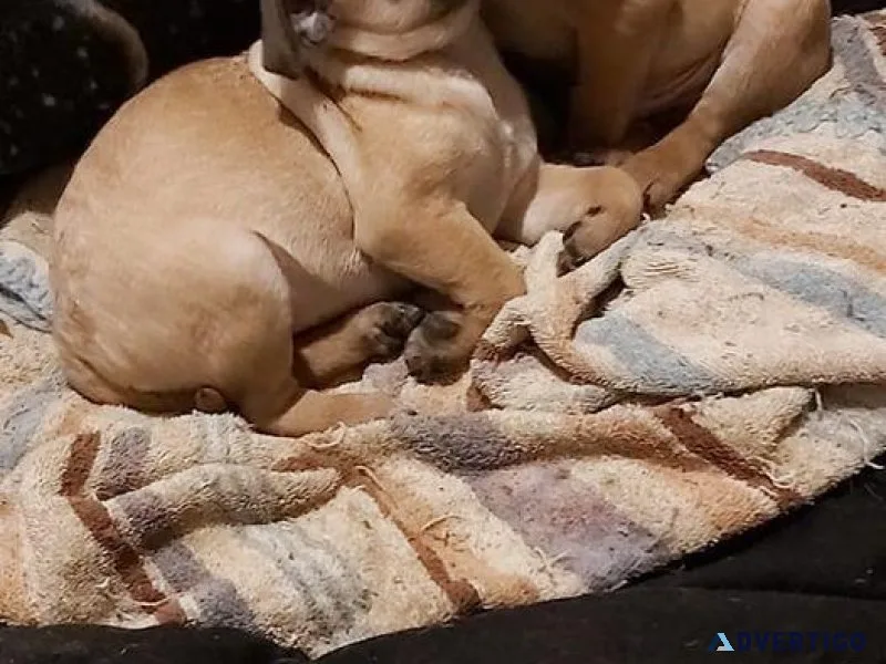 pug puppies more then cute