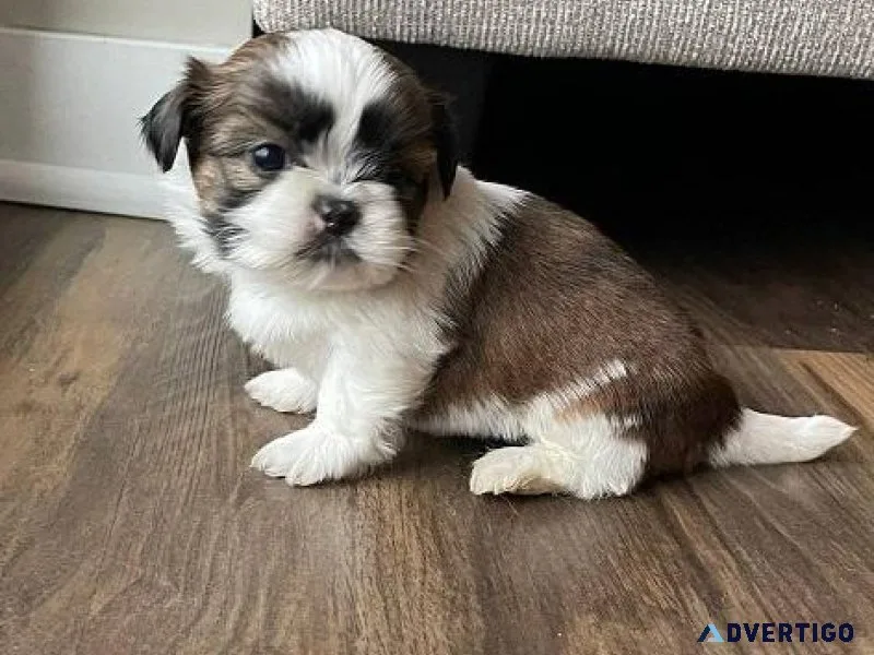 Shih tzu puppies