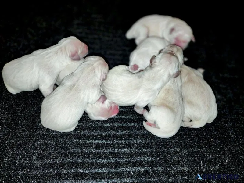English Cream Golden Retriever Puppies (Reserve Now)