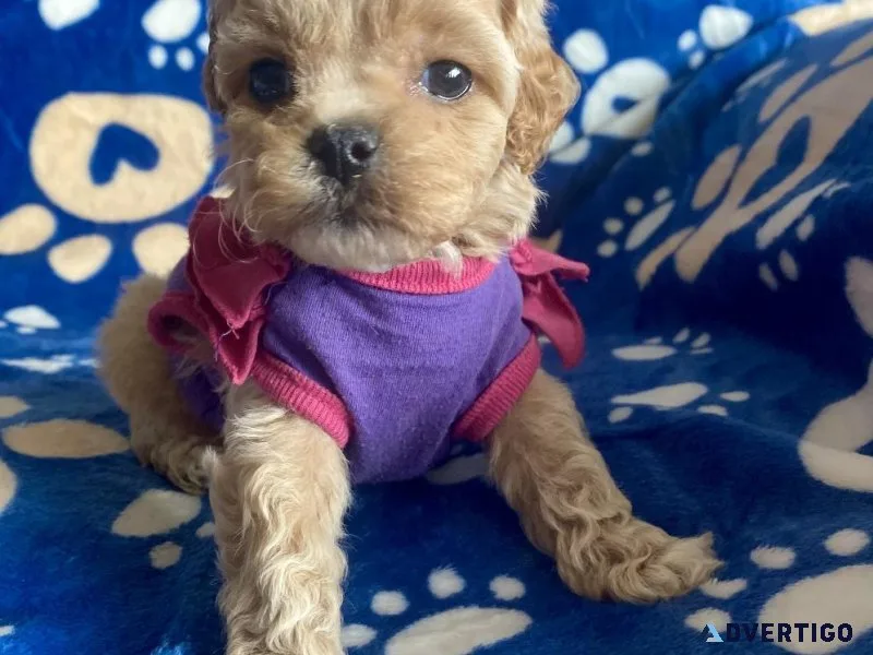 Micro mini cockapoo puppies