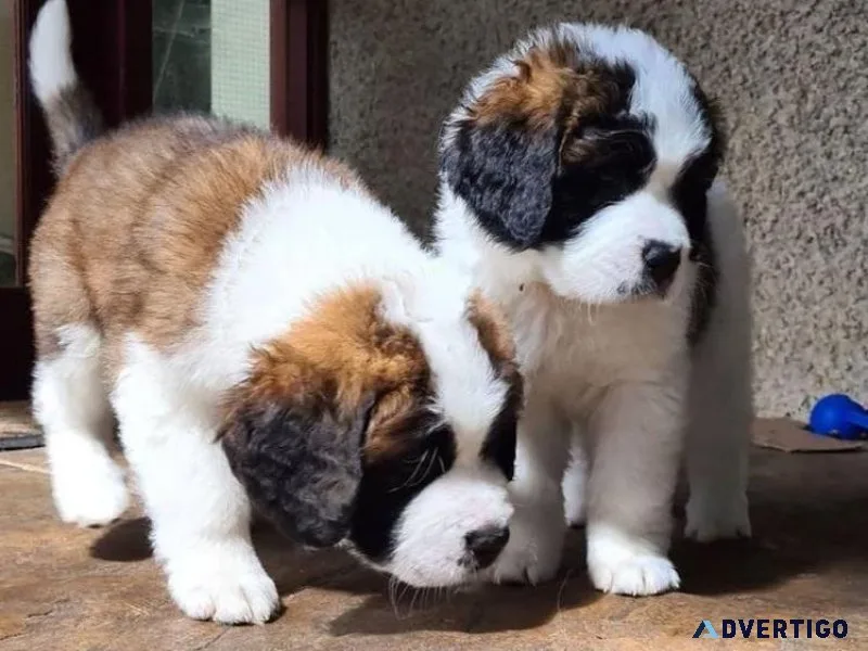 Fantastic Saint Bernard Puppies Ready