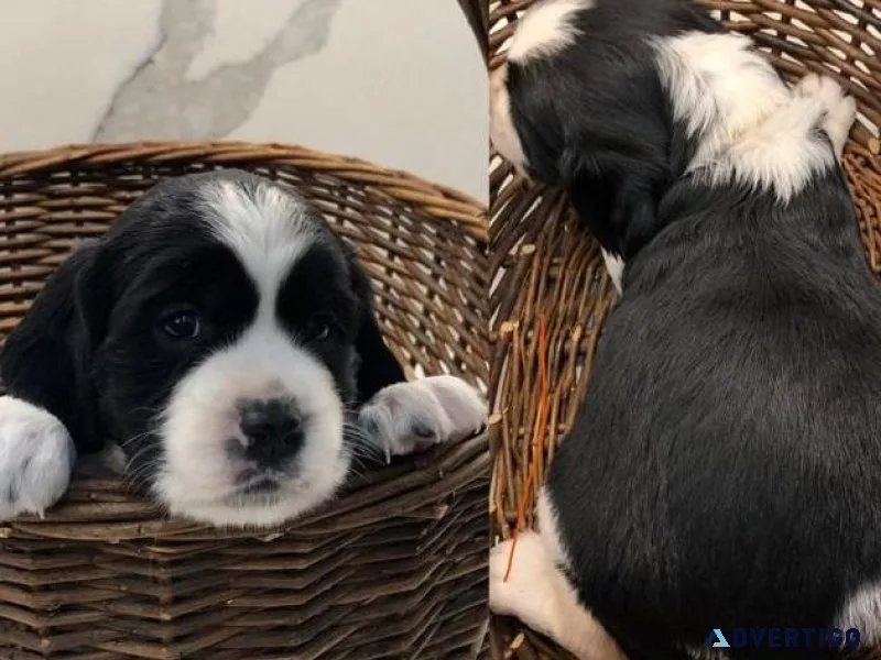 English Springer Spaniels Puppies