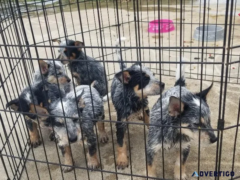 Blue Heeler Puppies
