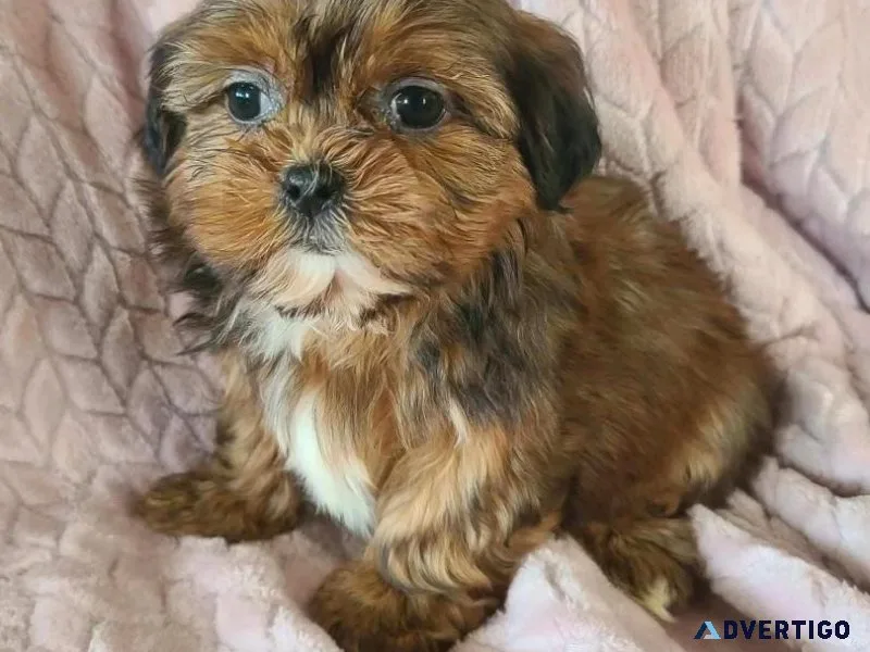 Shorkies ( Shi tzu yorkie mixed)