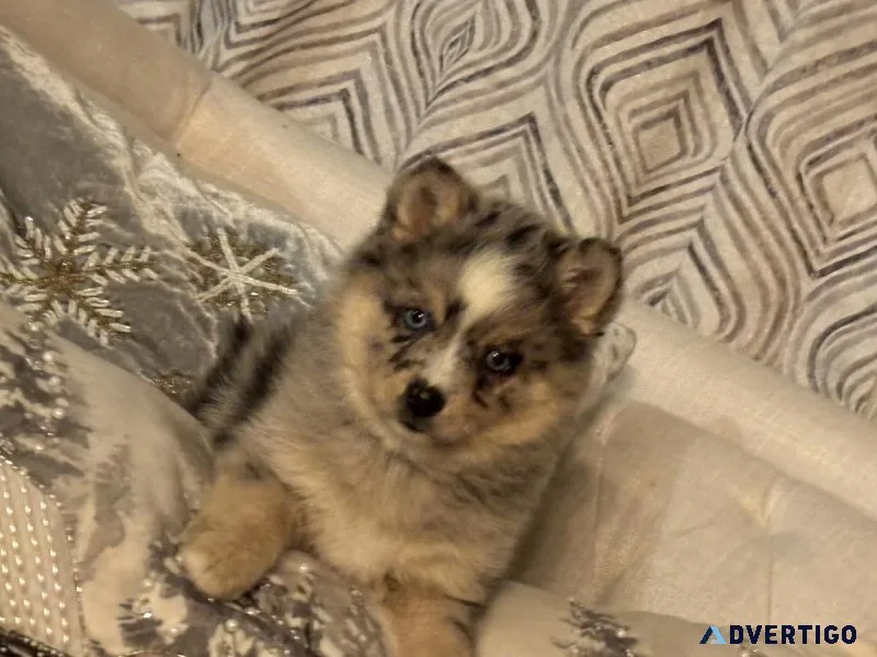 Pomski puppies