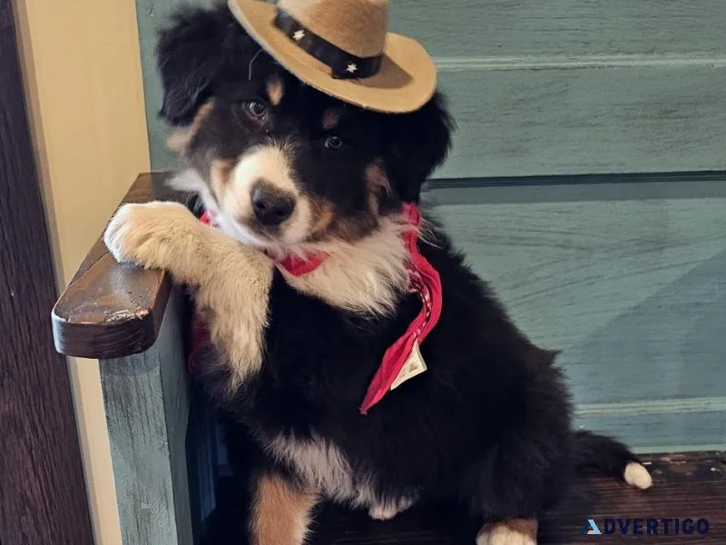 Australian Shepherd