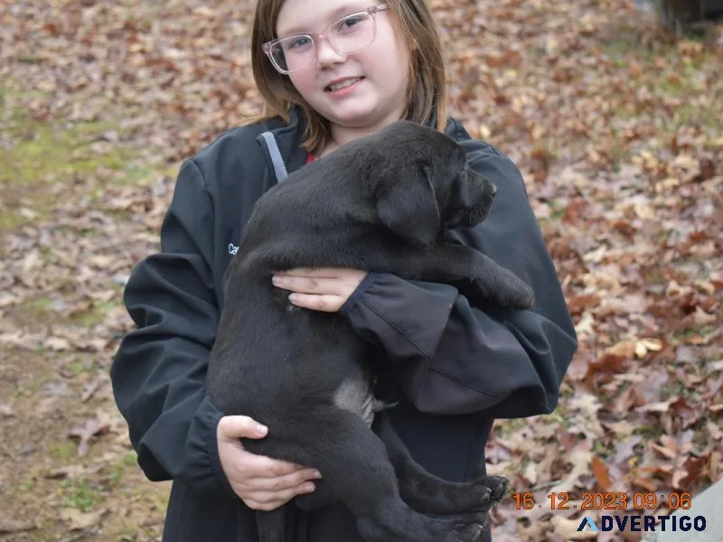 AKC Labrador Puppy s