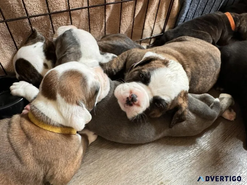 Olde English Bulldogge Puppies Looking for Homes