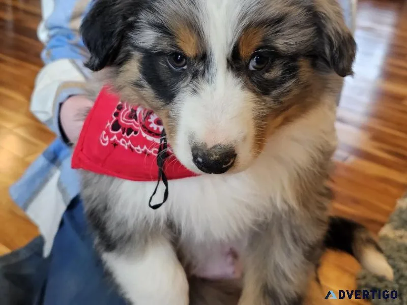 Male Australian Shepherd
