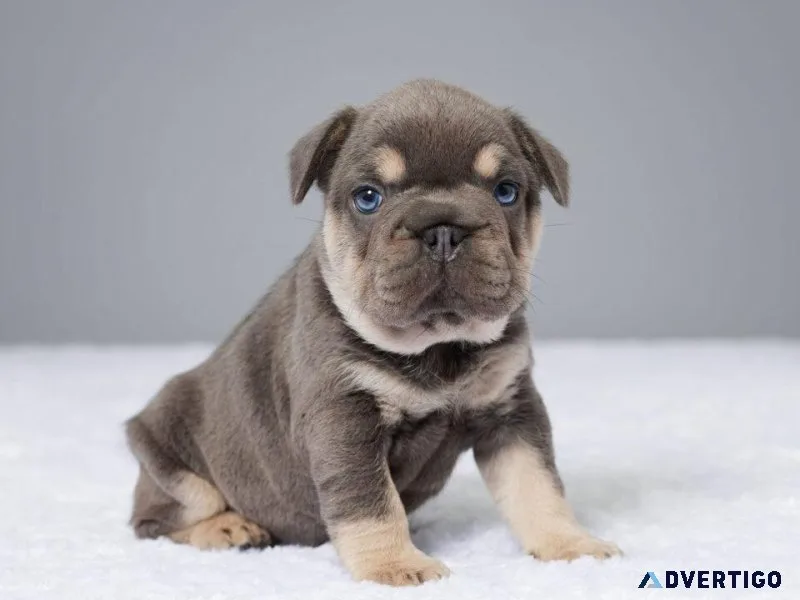 French Bulldog Puppies For New Year
