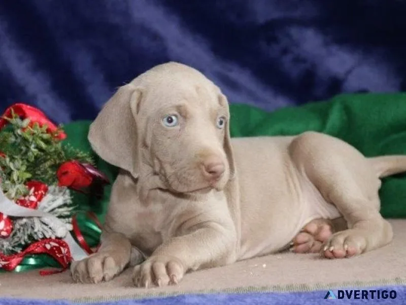 Lovely Weimaraner Puppies