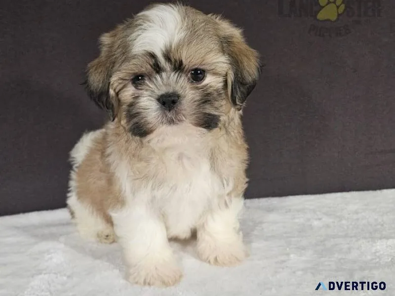 Shih tzu Puppies