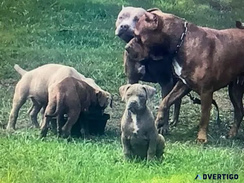 XL bully puppies