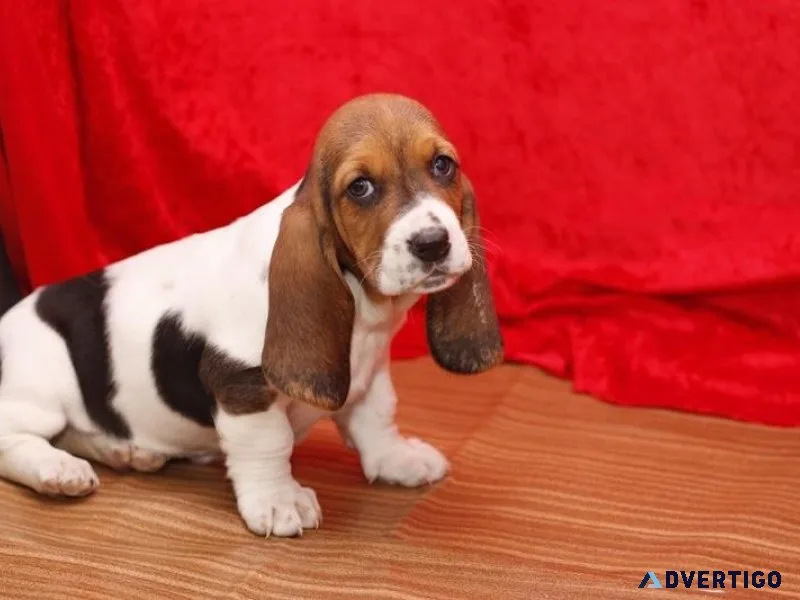 Amazing Male and female Basset hound puppies