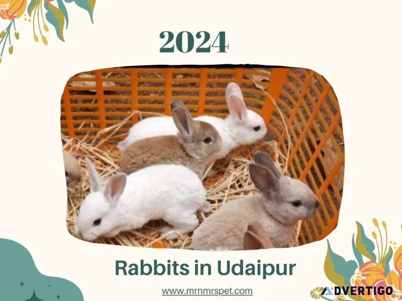 Buy Healthy Rabbits for sale in Udaipur at Affordable Prices