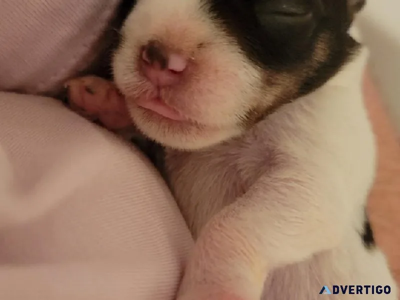 Miniature Schnauzer Puppies