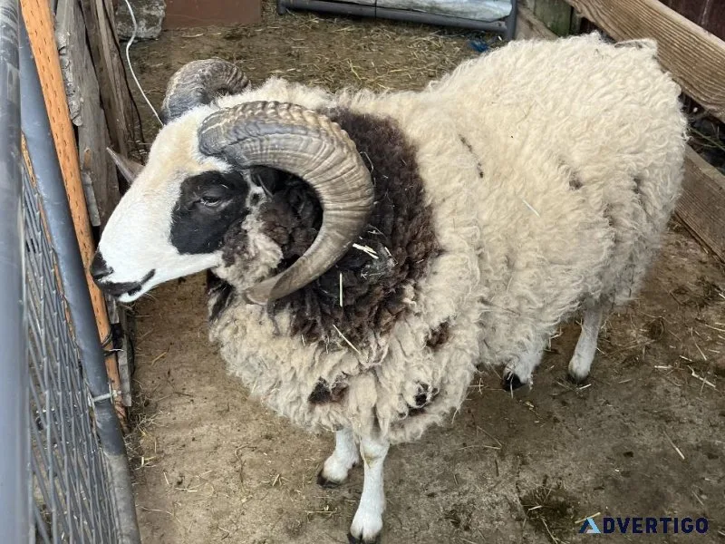 Jacob Sheep for sale