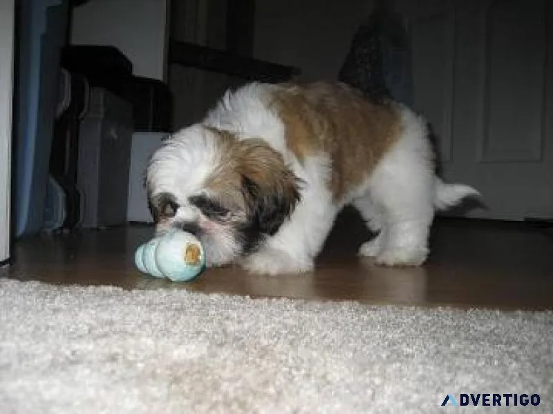 Top quality Male and Female Shih tzu puppies