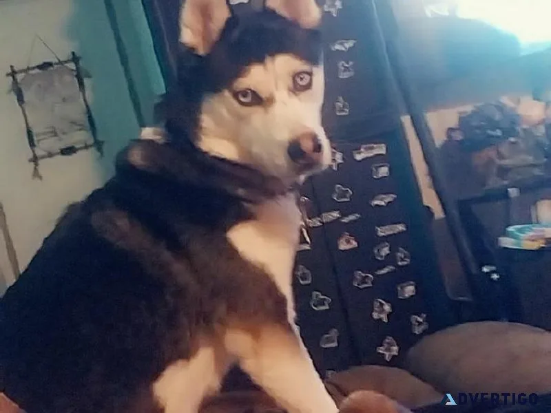 female husky