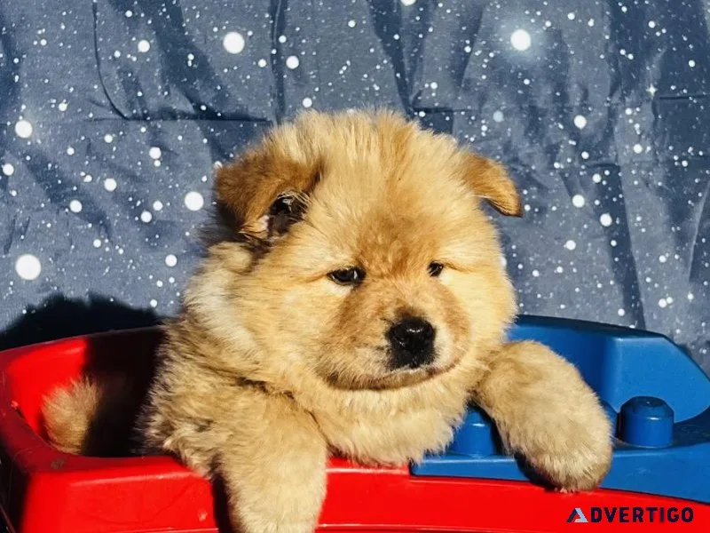 Chow Chow pups