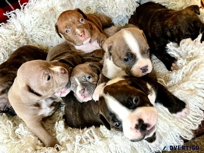 Pitbull puppies