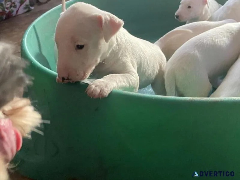 Bull Terrier Puppies