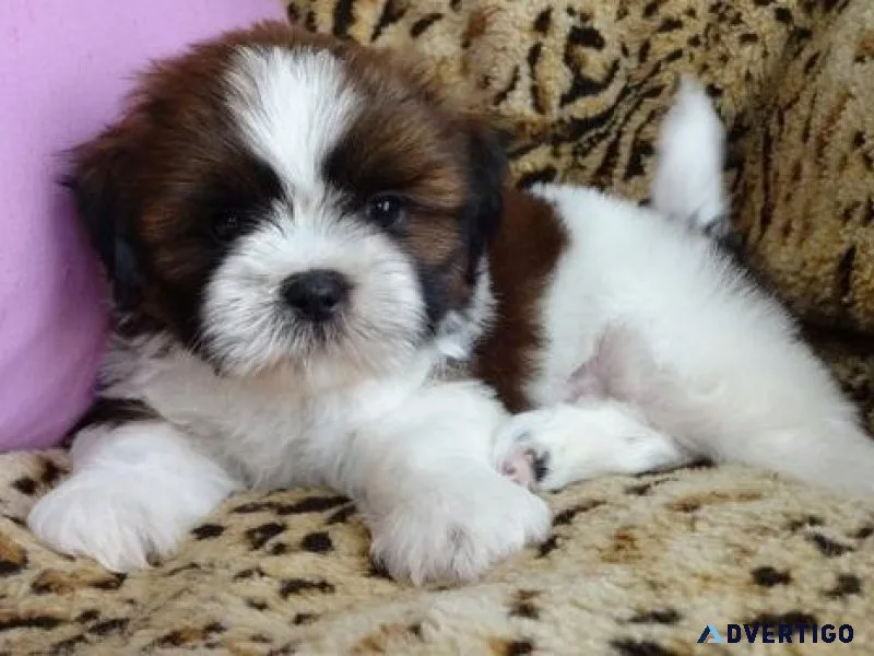 Affectionate Shih tzu puppies