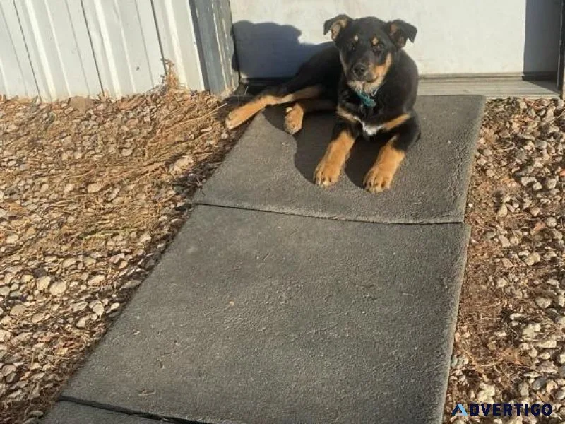 Puppy