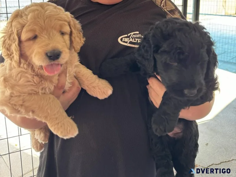 Golden doodles
