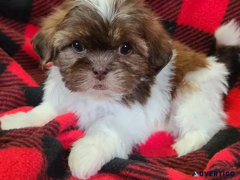 Shi tzu puppies