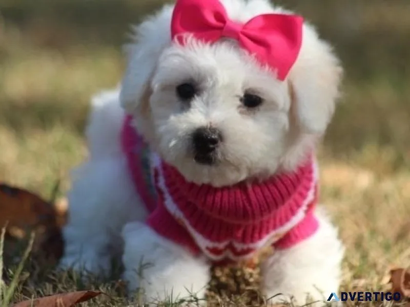 male and female home raise Bichon Frise puppies