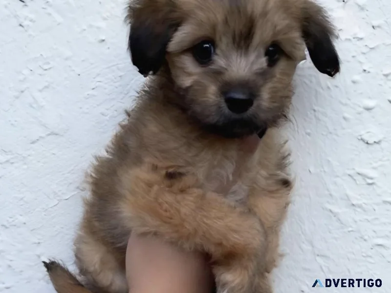 Shorkie puppy