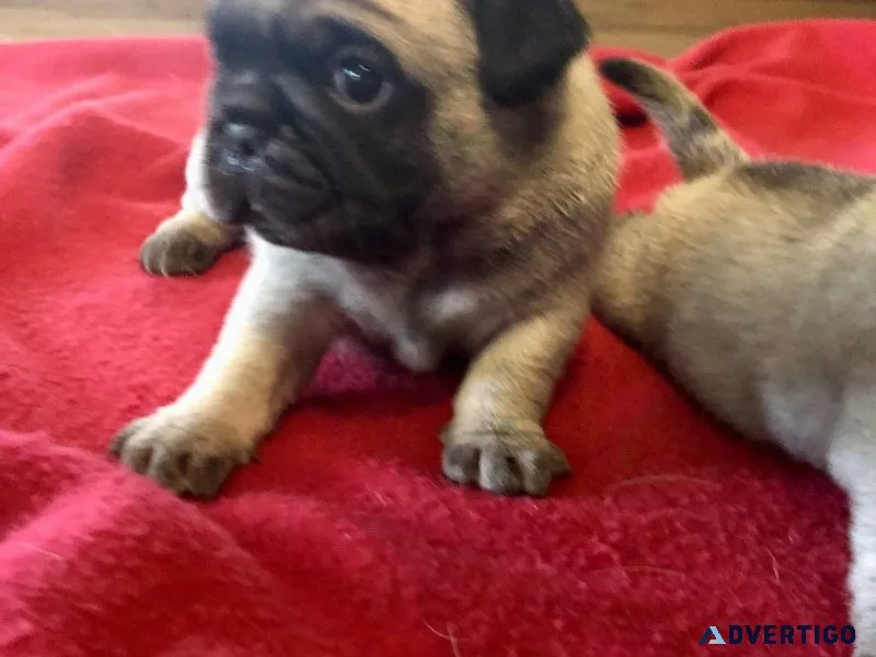 Pugs