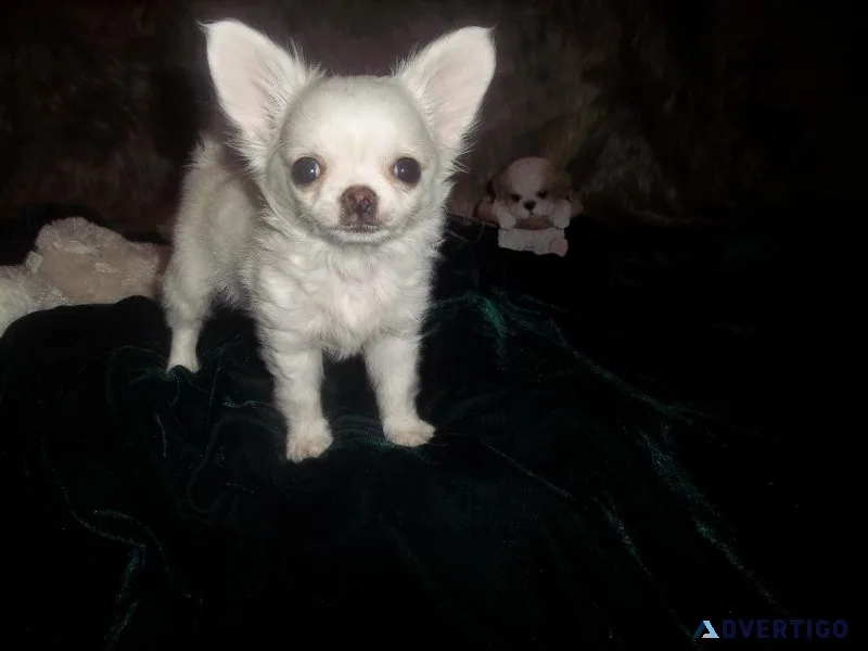 Teacup Apple Head LC Female Chihuahua