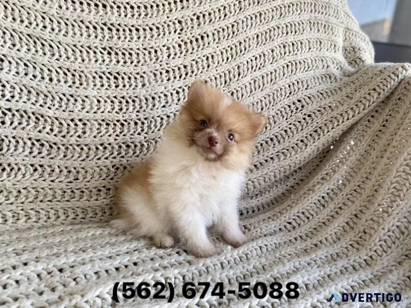 Pomeranian Puppies